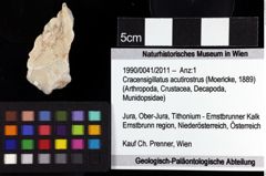 Foto (Objket + Etiketten) von Cracensigillatus acutirostrus (Moericke, 1889) 